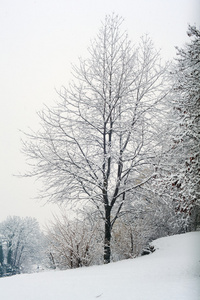 在森林中雪