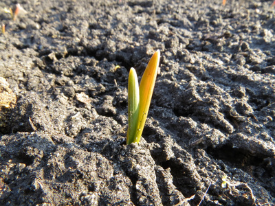 信仰渔网从地上发芽照片