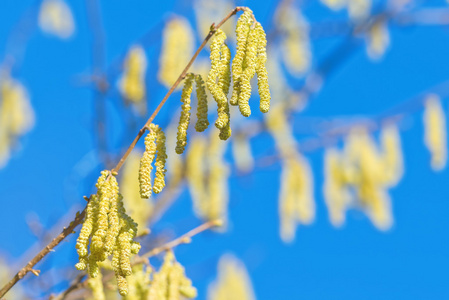 春天, 一个繁茂的淡褐色灌木的小枝, 有清澈的蓝色
