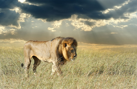 狮子在草