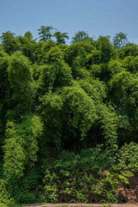 净结果合川竹寺