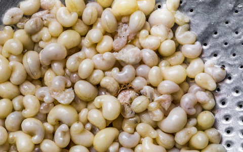 amk在清迈的市场铁板地下蚂蚁蛋照片