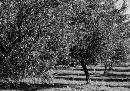 乡村的橄榄树