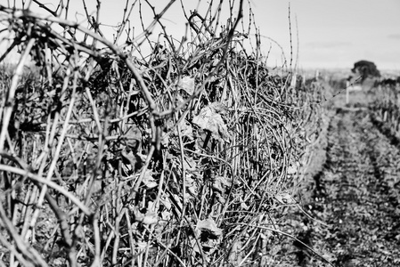 拉古沙省冬季的葡萄园