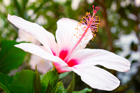 美丽的大粉红色和白色芙蓉花