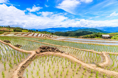 在 Pa Pong 小屋稻田