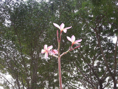 美丽的花