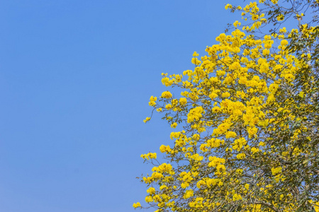 重蚁 chrysotricha 黄色的花朵绽放在蓝蓝的天空背景上