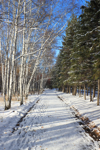 深秋的景观   第一次在一个公园里雪