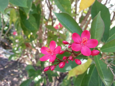 美丽的花