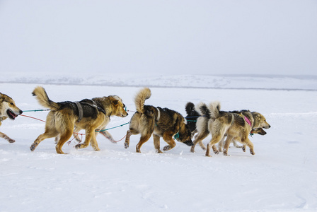 雪橇犬的狗