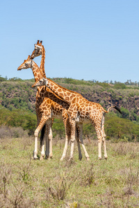 非洲萨凡纳的三只野生长颈鹿群图片