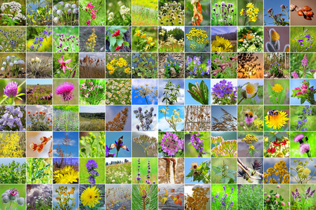 俄罗斯西伯利亚地区野生草本植物的方形照片拼贴