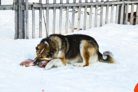 雪橇犬的狗