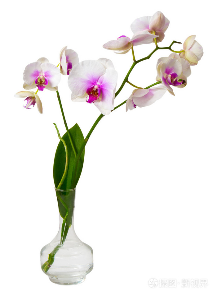 玻璃花瓶中的美丽枝兰花