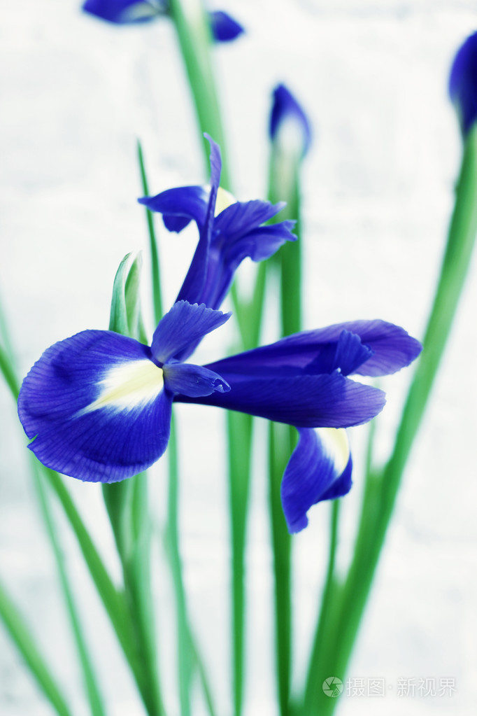 蓝色鸢尾花