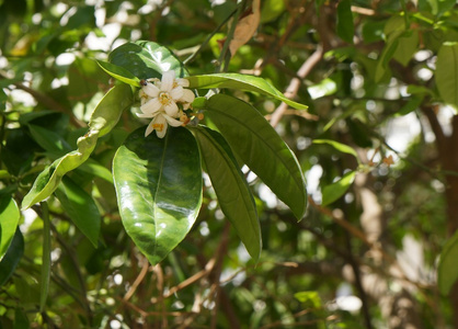 橙花