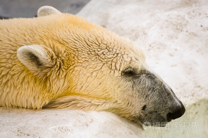 北极熊的头