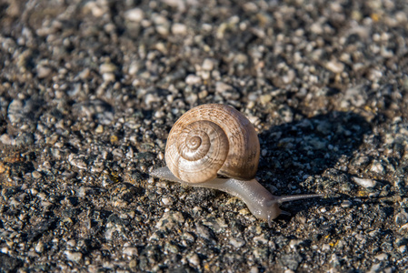 在沥青上缓慢爬行的蜗牛