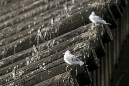 屋顶上的两只海鸥