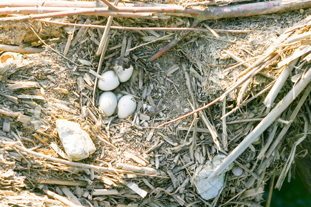 在鸟巢中的鸟蛋图片