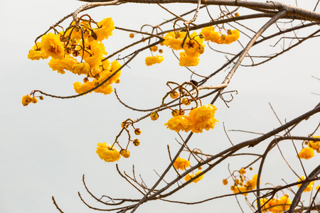 花丝绸棉