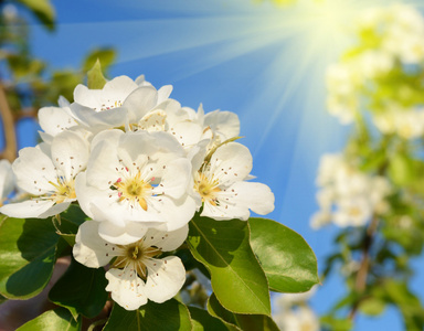 梨花在春天的花园，在阳光下 背景概念