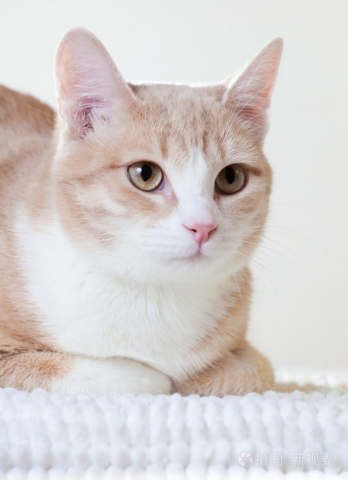 年轻可爱的小猫