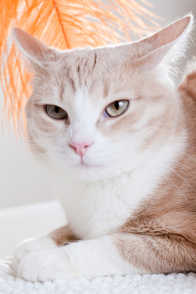 年轻可爱的小猫