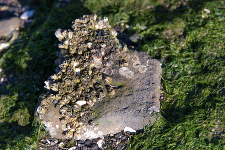 岩石海岸前与贝壳和海藻
