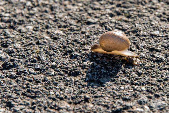 在沥青上缓慢爬行的蜗牛