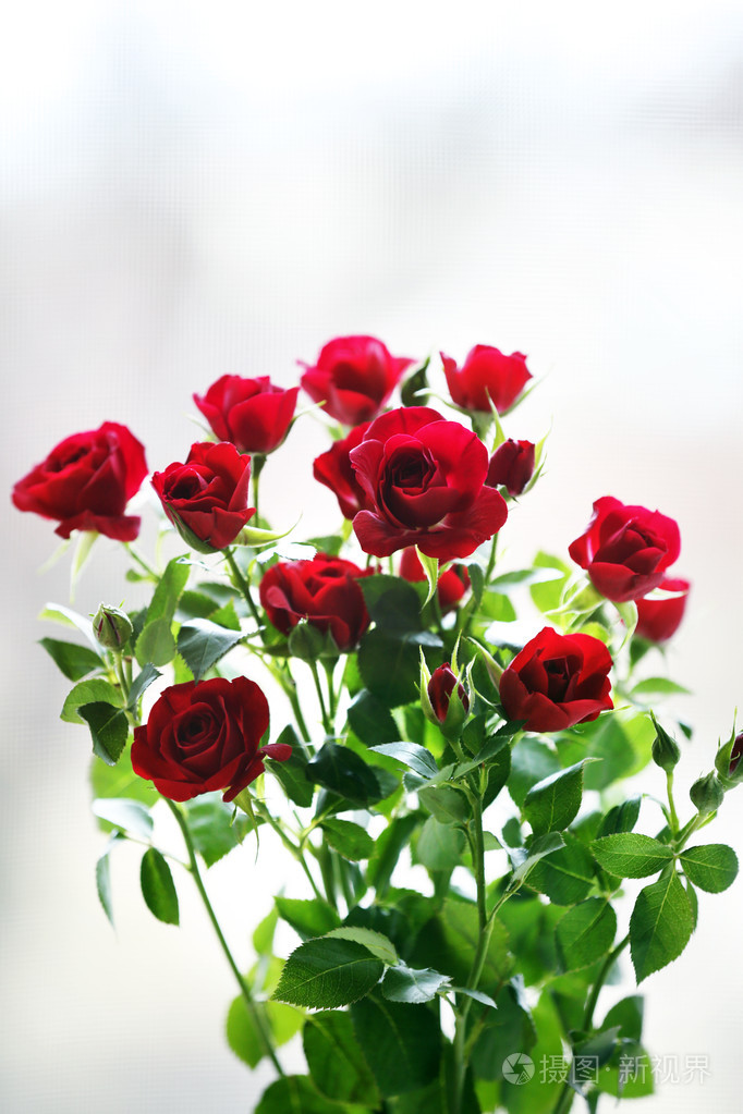 美丽的红玫瑰在明亮的背景上