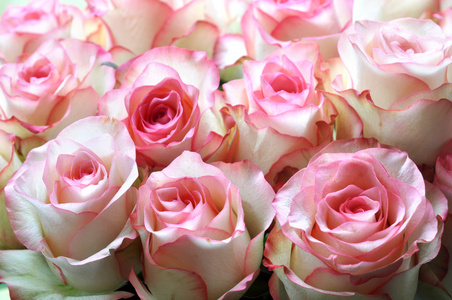 大光明束白色粉色玫瑰图片