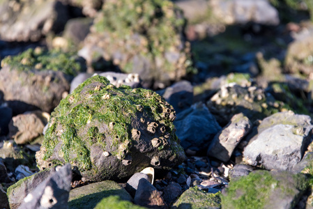 岩石海岸前与贝壳和海藻