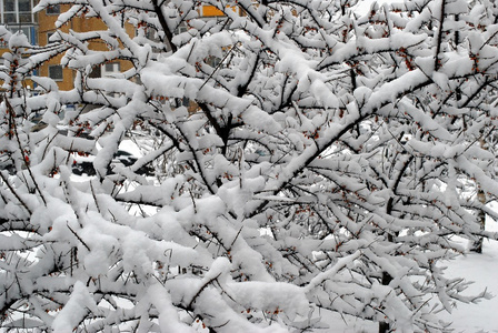 新鲜的雪盖，在冬天的时候在维尔纽斯市