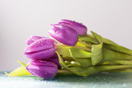 紫色郁金香与露水
