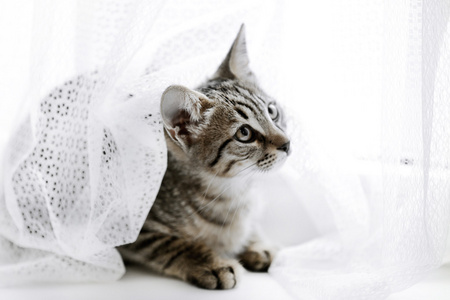 小猫，白色背景上的窗帘