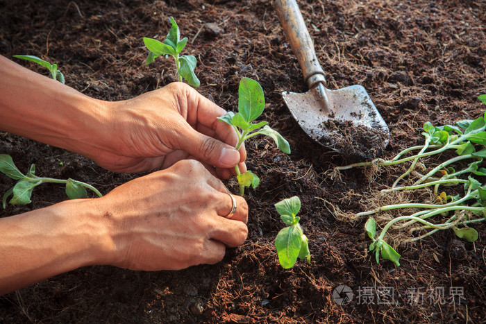 人类的手上污垢土壤用于种植年轻向日葵植物