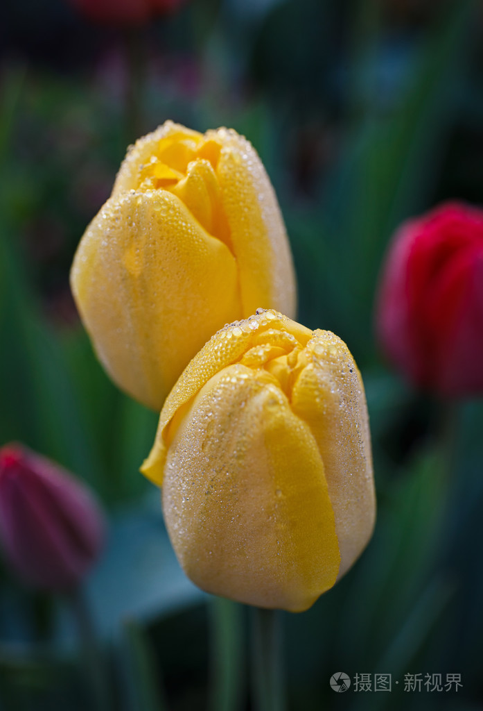 用滴黄色郁金香