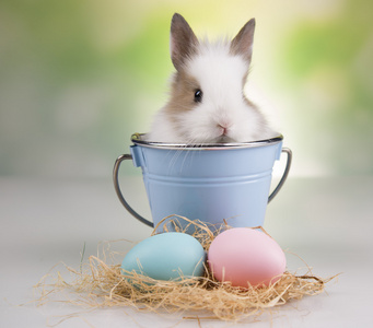 一只蓝色的水桶，鸡蛋的兔子