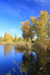 在池塘边的秋景黄金桦树林