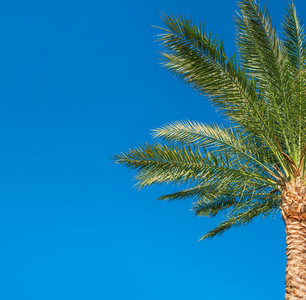 蓝蓝的天空背景上的美丽的棕榈树