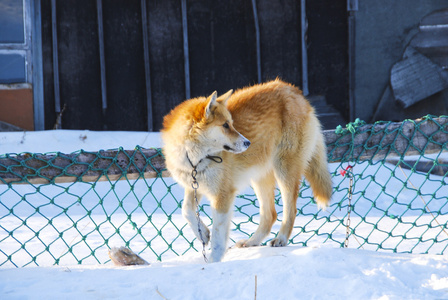 雪橇犬的狗