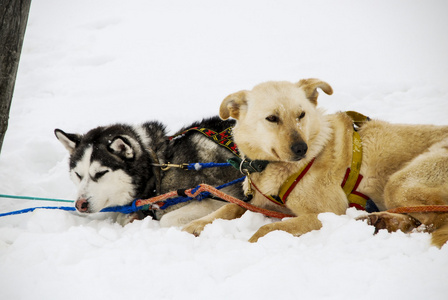 狗，狗拉雪橇