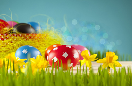 复活节彩蛋和黄水仙花摆在蓝色背景