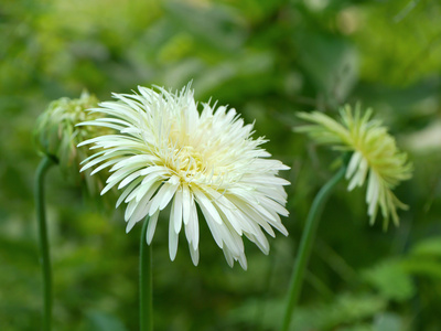 在花园里的白色非洲菊雏菊