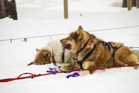 狗，狗拉雪橇