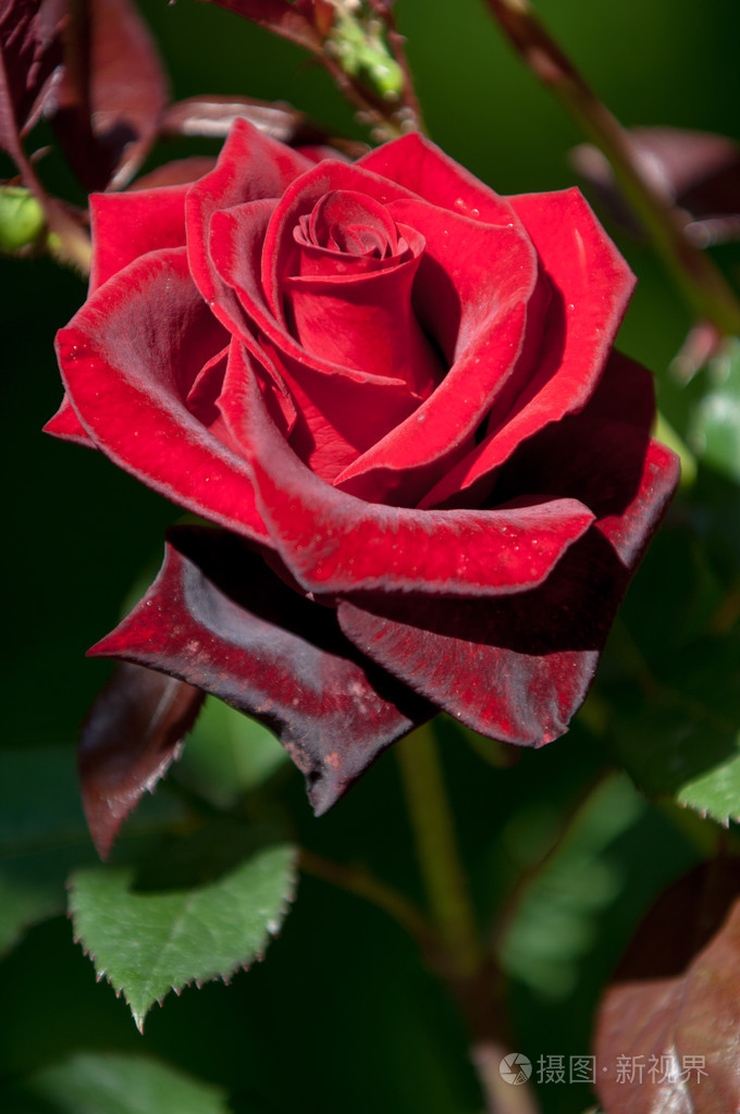 一种带刺的灌木或灌木,通常有红色,粉红色,黄色或白色芳香的花,原产于