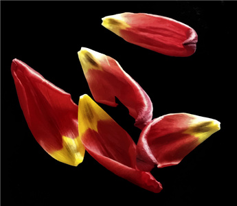 一片花瓣素材图片 一片花瓣图片素材下载 摄图新视界