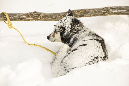 雪橇犬的狗